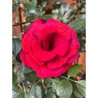 Rosenblüte Filz Rosenblüte Filz von Filzmobil