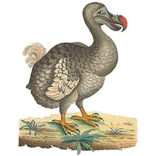 Bird Dodo Vintage-Illustration, Kunstdruck, Leinwand, Premium-Wanddekoration, Poster von Fine Art Prints