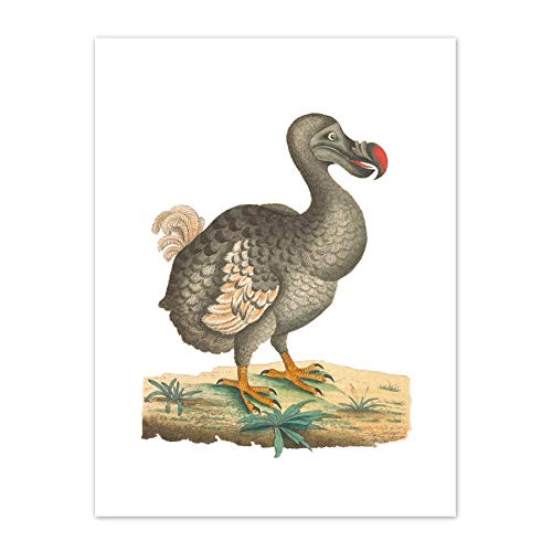 Fine Art Prints Bird Dodo Vintage-Illustration, Kunstdruck, Leinwand, Premium-Wanddekoration, Poster von Fine Art Prints