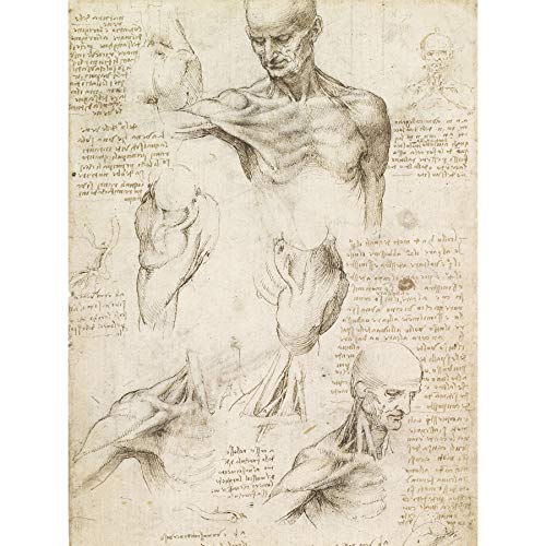 Fine Art Prints Leonardo Da Vinci Oberflächliche Anatomie der Schulter und des Halses, großer Kunstdruck, Wanddekoration, Premium-Wandbild von Fine Art Prints