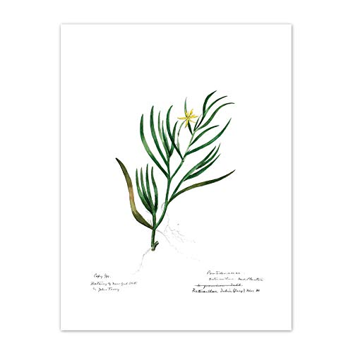 Kunstdruck auf Leinwand, Motiv: Blumen und Botanik, John Torry, Premium-Wanddekoration, Poster von Fine Art Prints