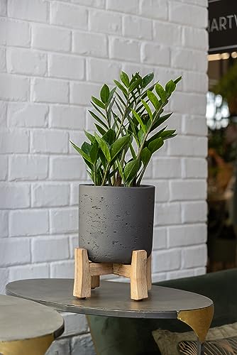 Finestgreen Charlie Feet Low | Handgefertigtes Pflanzgefäß auf Holzfüßen (XL Ø:36 H:44,5 cm, Schwarz) | Pottery Pots von Finestgreen