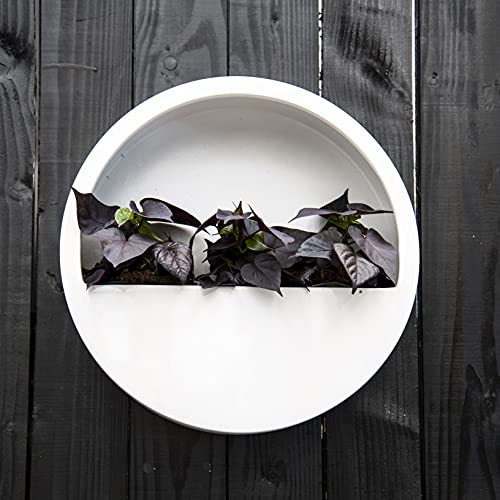Finestgreen Hanging Wally Pflanzgefäß Matt Weiß | Wandgefäß zum bepflanzen (S Ø:40 T:7 cm, Matt Weiß) | Pottery Pots von Finestgreen