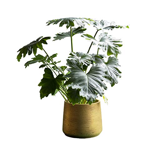 Finestgreen Patt Pflanzgefäß Gold S | Blumentopf für Innen- und Außenbereich, Frostfest, UV-Beständig, wasserdicht | Blumenkübel Betonoptik | Pottery Pots von Finestgreen