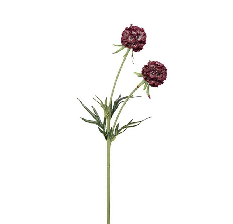 Kunstpflanze FINK Kunstblume Scabiosa - dunkelrot - H. 55cm x B. 10cm, Fink von Fink