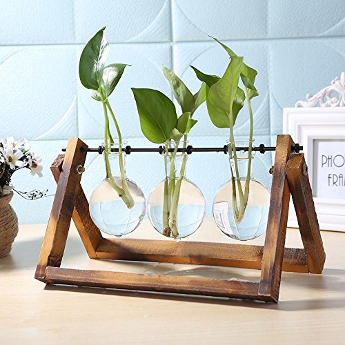 Glas-Pflanzgefäß, Blumenzwiebel-Vase, Desktop Air Plant Terrarium Kit mit Retro Massivholz Ständer, Pflanze Anzuchtstationen Terrarium for Indoor Wasserpflanzen Home Garden Office Dekoration Zubehör von Fiorky