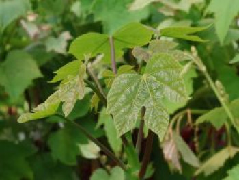 Chinesischer Sonnenschirmbaum, Firmiana simplex, Topfware von Firmiana simplex