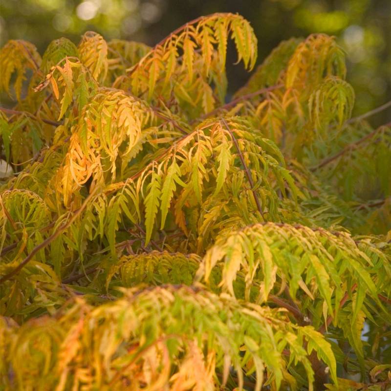 Essigbaum &#039;Tiger Eyes&#039; C7,5 80-100 cm Liefergröße: 80 - 100 cm von First Editions