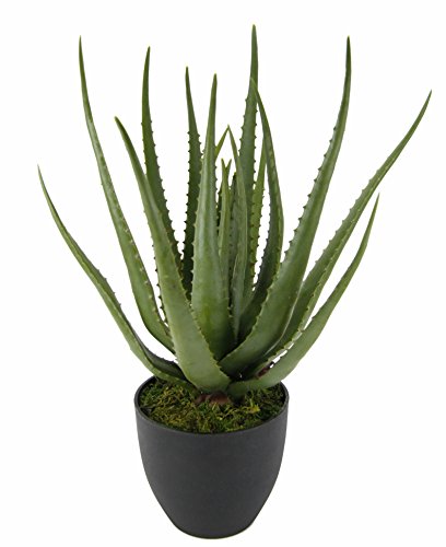 Flair Flower Künstliche Aloe Vera Topf Kunstpflanze Agave Sansevieria Pflanzen Grünpflanze Kunstblume Topfpflanze Zimmerpflanze Deko Terrasse Balkon, Kunststoff, Grün, 56 x 20 x 20 cm, 151413GN von Flair Flower