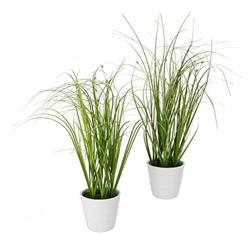 Flair Flower Künstlicher Grasbusch im Topf mit Blüten Reisgrasbündel Kunstpflanze Dekogras Kunstgras Pflanze Ziergras Gras Grasbüschel Deko Gräser Frühjahrsdekoration 30 cm 2er Set Flair Flower Künstlicher Grasbusch im Topf mit Blüten Reisgrasbündel Kunstpflanze Dekogras Kunstgras Pflanze Ziergras Gras Grasbüschel Deko Gräser Frühjahrsdekoration 30 cm 2er Set von Flair Flower