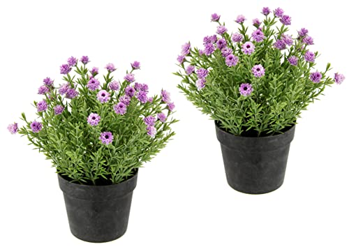 Flair Flower Mini Blütenbusch im Topf Künstlich Wachsblume Heidenkrant Busch Tischdeko Mittelstück Hochzeitsdeko Kunstblumen Plastikblume Zimmerpflanze Kunstpflanze Blumen Unechte Deko Pflanze Buchs von Flair Flower