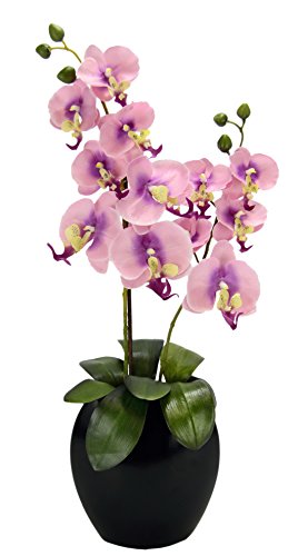 Orchidee in Vase von Flair Flower