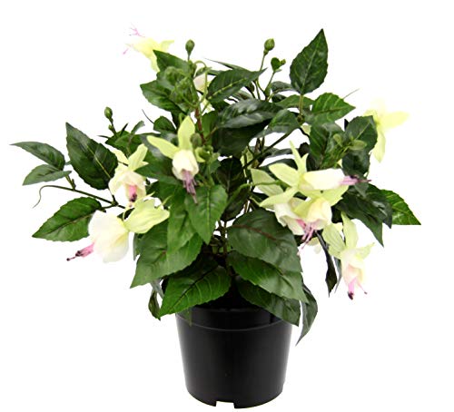 Künstliche Zierpflanze Fuchsien im Topf Kunstpflanze Zimmerpflanze Blüten Blumen Kunstblumen Seidenblumen Unechte Deko Gefälschte Doppelblütenblätter Topfpflanze Hybrida Hort Flores Künstliche Zierpflanze Fuchsien im Topf Kunstpflanze Zimmerpflanze Blüten Blumen Kunstblumen Seidenblumen Unechte Deko Gefälschte Doppelblütenblätter Topfpflanze Hybrida Hort Flores von Flair Flower