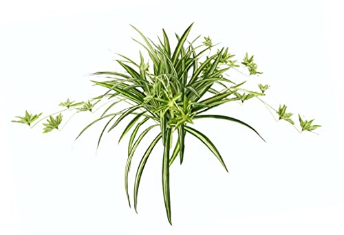 Künstliche Zimmerpflanze Grünlilie Chlorophytum Comosum Wasserlilie Spinnenpflanze Spinnenlilie Hängepflanze Kunstpflanze Hängend Plastikpflanze Unechte Hochzeit Deko Seidenpflanze Seidenblume von Flair Flower