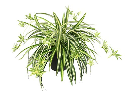 Künstliche Zimmerpflanze Grünlilie im Topf Chlorophytum Wasserlilie Spinnenpflanze Spinnenlilie Hängepflanze Kunstpflanze Hängend Plastikpflanze Unechte Hochzeit Deko Seidenpflanze Seidenblume von Flair Flower