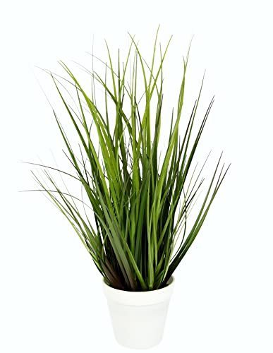 Künstlicher Grasbusch im Topf Kunstpflanze Dekogras Kunstgras Pflanze Ziergras Gras Grasbüschel Busch Deko Gräser Frühjahr Ufergras Schilf Hochzeitsdeko Grasbündel Grüpflanze Solitärgras Dekopflanze Künstlicher Grasbusch im Topf Kunstpflanze Dekogras Kunstgras Pflanze Ziergras Gras Grasbüschel Busch Deko Gräser Frühjahr Ufergras Schilf Hochzeitsdeko Grasbündel Grüpflanze Solitärgras Dekopflanze von Flair Flower