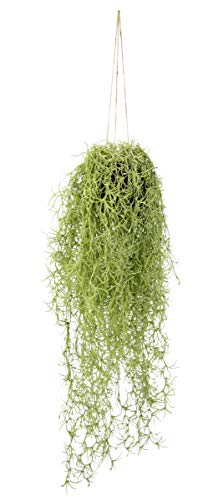 Künstlicher Moos Hänger in Hängeampel auf Erdballen Grünpflanzen Kunstpflanze Pflanze Zimmerpflanze Seidenblumen Dekopflanze Deko Grün Isländischer Kunstmoos Hängende Girlande Busch Sträucher Ziergras Künstlicher Moos Hänger in Hängeampel auf Erdballen Grünpflanzen Kunstpflanze Pflanze Zimmerpflanze Seidenblumen Dekopflanze Deko Grün Isländischer Kunstmoos Hängende Girlande Busch Sträucher Ziergras von Flair Flower