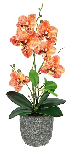 Kunstblume Schmetterling Orchidee 38cm mit Blätter und Luftwurzeln im Topf aus Keramik Künstliche Blume Kunstorchidee Phalaenopsis mit Übertopf Kunstpflanze Hochzeit Deko Seidenblume Real Touch Blüte Kunstblume Schmetterling Orchidee 38cm mit Blätter und Luftwurzeln im Topf aus Keramik Künstliche Blume Kunstorchidee Phalaenopsis mit Übertopf Kunstpflanze Hochzeit Deko Seidenblume Real Touch Blüte von Flair Flower