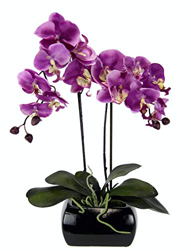 Orchidee im Topf von Flair Flower