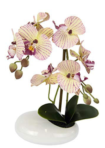 Orchidee in Schale von Flair Flower