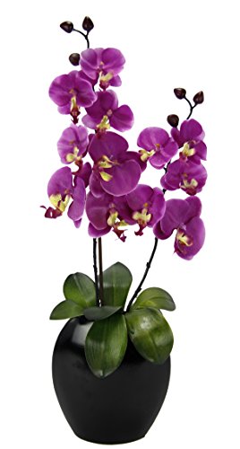 Orchidee in Vase von Flair Flower