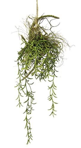 Tillandsia Hänger auf Ast Künstlicher Moos Hänger Hängeampel Grünpflanze Kunstpflanze Pflanze Zimmerpflanze Seidenblumen Dekopflanze Deko Isländischer Kunstmoos Hängende Girlande Busch Sträucher von Flair Flower