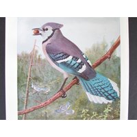 Blue Jay Bird Print, Book Plate/1930 Es Skylarks Page Color Plate Lithograph Von Fuertes Für Framing/7 "x 11" von FlashbackFinds