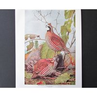 Bobwhite Quail Bird Print, Book Plate/1930 Es Page Color Plate Bob White Illustration By Fuertes For Framing/7 3/4 "x 11" von FlashbackFinds