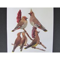 Boho Waxwing Bird Print, Buch Plate/1930 Es Page Color Plate Lithograph Von Fuertes Für Framing/7 "x 11" von FlashbackFinds
