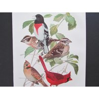 Cardinal & Grosbeak Bird Print, Book Plate/1930 Es Page Color Plate Lithograph Von Fuertes Für Framing/7 "x 11" von FlashbackFinds