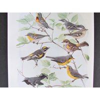 Cerulean, Parula Warbler Bird Print, Book Plate/1930 Es Canada & Myrtle Page Color Plate Lithograph Von Fuertes Für Die Rahmung von FlashbackFinds