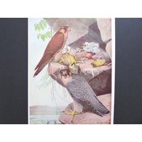 Duck Hawk Bird Print, Book Plate/1930 Es Page Color Plate Family With Chiles By Fuertes For Framing/7 3/4 "x 11" von FlashbackFinds
