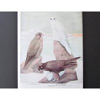 Falcon Bird Print, Book Plate/1930 Es Page Color Plate White & Gyrfalcon Illustration By Fuertes For Framing/7 3/4 "x 11" von FlashbackFinds