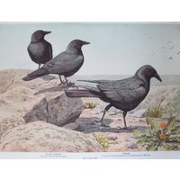 Fish Crow Bird Print, Book Plate/1930 Es Page Color Plate Lithograph Von Fuertes Für Framing/7 3/4 "x 11" von FlashbackFinds
