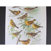 Gelb, Pine Warbler Bird Print, Book Plate/1930 Es Cape May & Prairie Page Color Plate Lithograph Von Fuertes Für Die Rahmung von FlashbackFinds