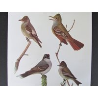 Krested Flycatcher Bird Print, Book Plate/1930 Es Olive Siebd Page Color Plate Lithograph Von Fuertes Für Die Rahmung von FlashbackFinds