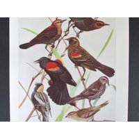 Red Winged Blackbird Print, Book Plate/1930 Es Rusty Bird Page Color Plate Lithograph Von Fuertes Für Framing/7 3/4 "x 11" von FlashbackFinds
