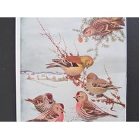 Redpoll, Goldfinch Bird Print, Book Plate/1930 Es Page Color Plate Pine Siskin By Fuertes For Framing/7 3/4 "x 11" von FlashbackFinds