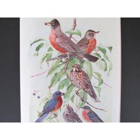 Robin & Bluebird Bird Print, Book Plate/1930 Es Page Color Plate Lithograph Von Fuertes Für Framing/7 "x 11" von FlashbackFinds