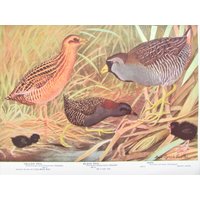 Schwarzer, Gelbschienenvogeldruck, Buch Plate/1930 Es Sora Book Page Color Plate Lithograph Von Fuertes Für Framing/7 3/4 "x 11" von FlashbackFinds