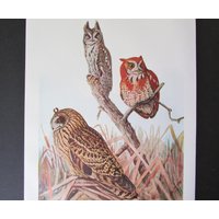 Screech Owl Bird Print, Book Plate/1930 Es Page Color Plate Short Eared Lithograph Von Fuertes Für Framing/7 3/4 "x 11" von FlashbackFinds
