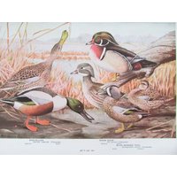 Shoveller & Wood Duck Print, Book Plate/1930 Es Waterfowl Bird Page Color Plate Lithograph Von Fuertes Für Framing/7 3/4 "x 11" von FlashbackFinds
