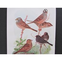 Sparrow, Junco Bird Print, Book Plate/1930 Es Page Color Plate White Throated & Gekrönt Sparrow Von Fuertes Für Framing/7 "x 11" von FlashbackFinds