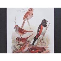 Sparrow, Towhee Bird Print, Book Plate/1930 Es Page Color Plate Lincoln & Song Sparrow Von Fuertes Für Framing/7 3/4 "x 11" von FlashbackFinds