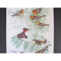 Warbler & Redstart Bird Print, Book Plate/1930 Es Magnolia, Blackburnian Page Color Plate Lithograph Von Fuertes For Framing von FlashbackFinds