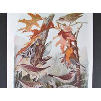 Warblers & Thrushes Bird Print, Book Plate/1930 Es Oven Page Color Plate Lithograph Von Fuertes For Framing von FlashbackFinds