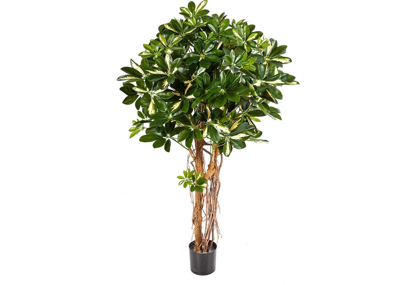 Kunstpflanze Schefflera ActinOphylia Kunstpflanze, 150 cm Schefflera Actinophylia, fleur ami, Höhe 150 cm von fleur ami