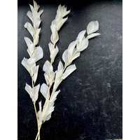 White Ruscus Garden Getrocknete Blume - Weiße Ruscus-Blume Konservierte Weiße Hochzeit Weißer Blumenstrauß von FleursDeSimone
