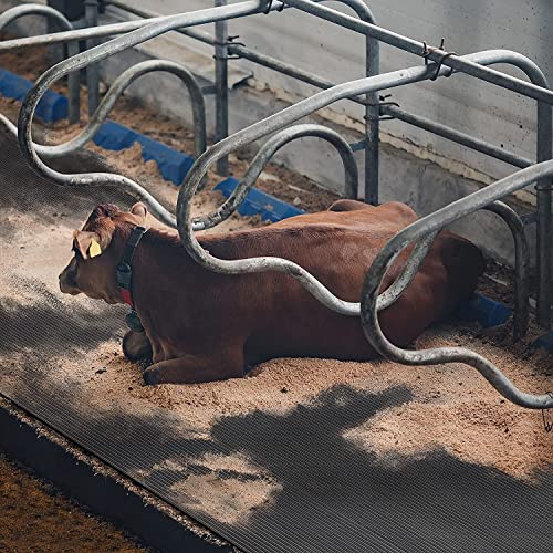 Floordirekt Stallmatte aus Gummi für Tierhaltung - Pferdematte Paddockmatte- gelenkschonend, wetterfest & einfach zu reinigen - rutschfeste Gummimatte Schutzmatte Bodenmatte Noppenmatte (200x1200cm) von Floordirekt