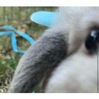 Engel Hasenflügel Leine Engel Hasenflügel Leine von FloppyBuntique